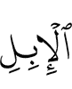 the camels